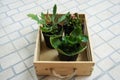 Tiny plants in a wooden tray