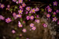 Tiny Polemoniaceae Flowers Cover the Ground of Sequoia Royalty Free Stock Photo