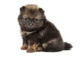 Pomeranian Spitz puppy 1 month Royalty Free Stock Photo