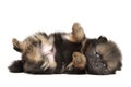 Tiny Pomeranian Spitz puppy resting Royalty Free Stock Photo