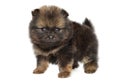 Tiny Pomeranian Spitz puppy on a white Royalty Free Stock Photo