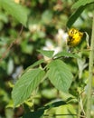 Prairie Warbler