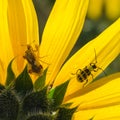 Tiny praying mantis and a beetle share the shady side of a sunflower