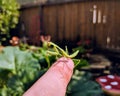 Tiny praying mantis on the fingertip of a man's hand