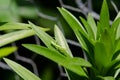 Tiny Praying Mantis