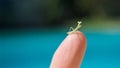 Tiny Praying Mantis