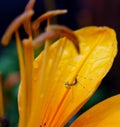 A tiny praying mantis on a petal