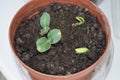 tiny pumpkin plants