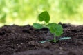 Tiny pumpkin sprout planted in the garden into the dirt in nature green yellow background