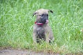 A tiny puppy of Belgian shepherd