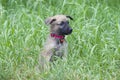 A tiny puppy of Belgian shepherd