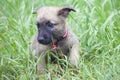 A tiny puppy of Belgian shepherd