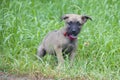 A tiny puppy of Belgian shepherd