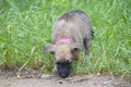 A tiny puppy of Belgian shepherd