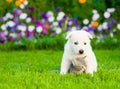 Tiny puppy embracing kitten on green grass Royalty Free Stock Photo