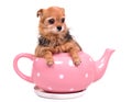 Tiny puppy inside the tea pot Royalty Free Stock Photo