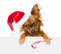 Tiny puppy in red santa hat with Christmas candy cane peeking fr