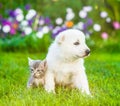 Tiny puppy sitting with kitten on green grass Royalty Free Stock Photo