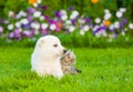 Tiny puppy sitting with kitten on summer grass Royalty Free Stock Photo