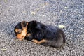 Tiny puppy sleeping Royalty Free Stock Photo