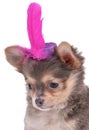 Tiny Puppy wearing a funny hat Royalty Free Stock Photo