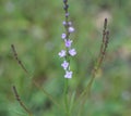 Tiny purple blooms on a tall stem of a wildflower.