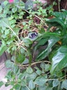 Tiny purple butterfly amongst greenery