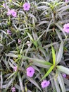 Tiny purple floras flowerbed