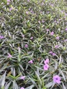 Tiny purple floras flowerbed