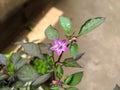 Tiny Purple Flower of Chili or Pepper Plant
