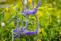 Tiny purple flower on a green meadow