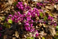 Tiny purple flowers on a branch with green leaves and brown leaves background Royalty Free Stock Photo