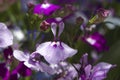 Tiny purple flowers Royalty Free Stock Photo