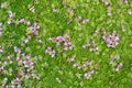 Tiny purple flowers grow on a field of green Royalty Free Stock Photo