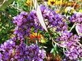 Tiny purple flowers with lush green leaves and a yellow flower background Royalty Free Stock Photo