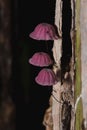 Tiny purple mushrooms in the forest