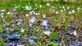 Tiny purple qildflower with yellow center in Spring called Common Bluet Houstonia caerulea