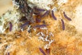 Tiny , purple Springtails Collembola on the fruiting body of the mushroom