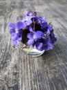 Tiny purple sweet violets flowers bouquet in glass vase.