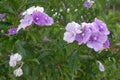Tiny purple-white flowers