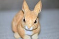 A Tiny Rabbit Sculpture.