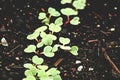 Tiny Radish Seedlings Poking up from the Rich Damp Soil Earth in Early Spring Garden Season