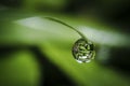 A tiny rainwater droplet on the tip of a green grass 