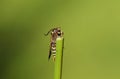 A tiny rare Raspberry Clearwing Moth, Pennisetia hylaeiformis, perching on a reed.