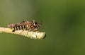 A tiny rare Raspberry Clearwing Moth, Pennisetia hylaeiformis, perching on a twig.