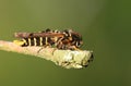 A tiny rare Raspberry Clearwing Moth, Pennisetia hylaeiformis, perching on a twig. Royalty Free Stock Photo