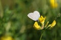 A tiny rare Small Blue Butterfly, Cupido minimus, nectaring from a trefoil flower.