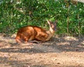 tiny red brocket deer is resting by the fence at the zoo