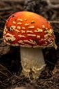 Tiny Red Capped Mushroom Pushing Through The Forest Floor