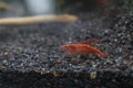 Tiny red cherry shrimp in aquarium Royalty Free Stock Photo